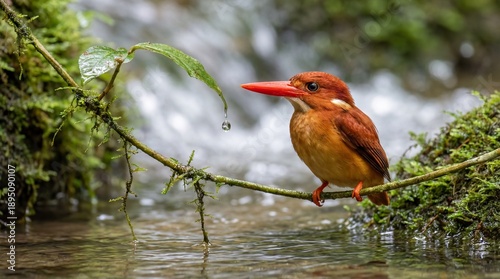 A close-up, eye-level shot of a Ruddy Kingfisher perched on a mossy branch above a flowing stream
