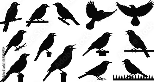 Black crow and raven silhouette collection showing birds perched, flying, and calling in multiple poses isolated on white background for wildlife design use