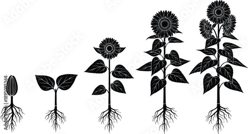 Sunflower plant growth stages illustration showing seed sprout, seedling, young plant, blooming flower, mature development, educational biology and botany concept