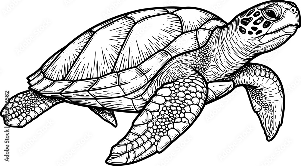 Fototapeta premium turtle sketch engraving black and white outline. Scratch board imitation. illustrated in vintage line art style on a white background 