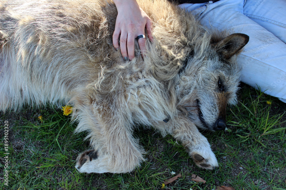 Fototapeta premium Dog receives affection during a sunny day at the park as a person gently pets its fur while sitting on the grass