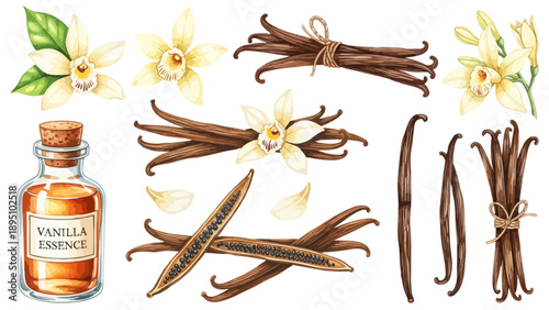 バニラビーンズと花、エッセンスのイラスト素材セット 製菓やスイーツ用天然香料