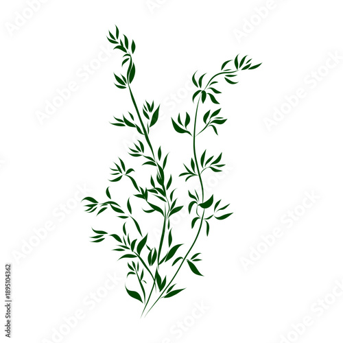 Outline drawing of a spice plant. Minimalistic illustration.