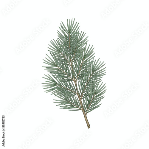 Watercolor illustration of a pine branch with long bluegreen needles