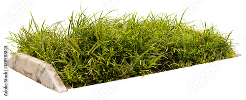 Fotografia Grass patch shows fresh green blades growing from a soil base