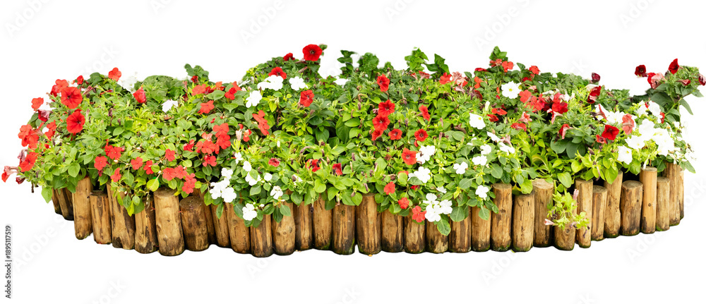 Fototapeta premium A wooden planter holds a mix of red and white flowers along with green leaves. This arrangement is set on a transparent background, showing off the colors clearly