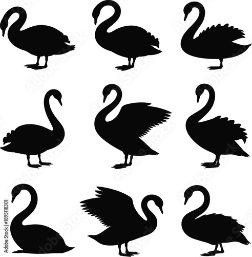 Black swan silhouettes, elegant bird shapes, flying and standing swans, graceful waterfowl vector, isolated animal icons, nature wildlife design