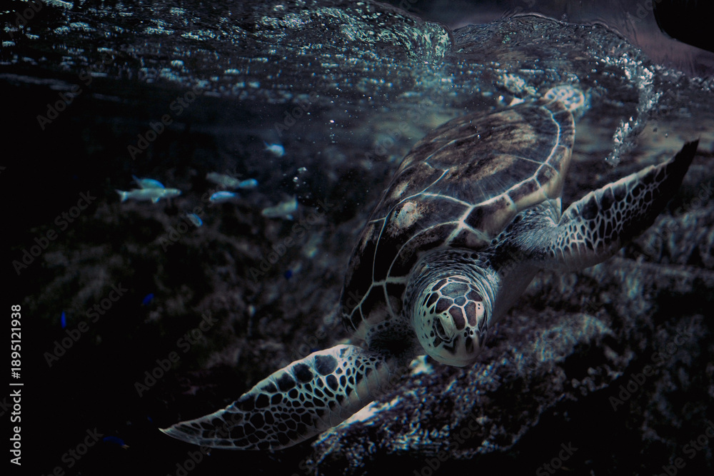 Fototapeta premium Majestic sea turtle swimming in deep blue ocean with cinematic lighting
