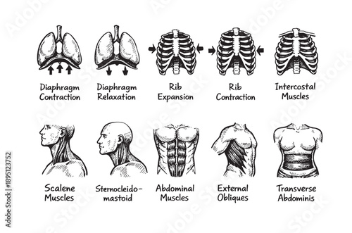 Hand-drawn black and white illustration showing the diaphragm, rib cage, intercostal muscles, and abdominal muscles for respiratory function.