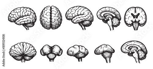 A collection of detailed hand-drawn illustrations showcasing different views and sections of the human brain, perfect for medical and educational contexts.