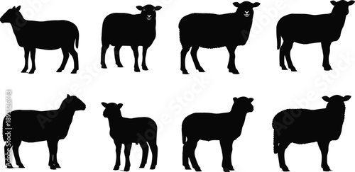 Silhouette set of sheep and lambs in standing poses, farm livestock animals collection illustration isolated on white background rural agriculture concept