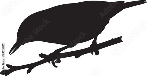 Nuthatch on mini branch on in silhouette white background..