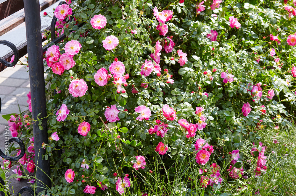 Naklejka premium Beautiful summer briar twig (rosehip) in city park. Pink bloom, buds, green leaves