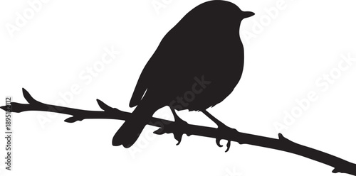 Robin on mini branch branch on white background۔