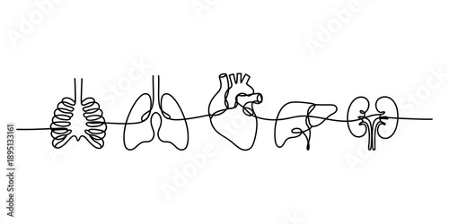 Continuous line drawing of human internal vital organs including heart, lungs, liver, and kidney Vector, illustration
