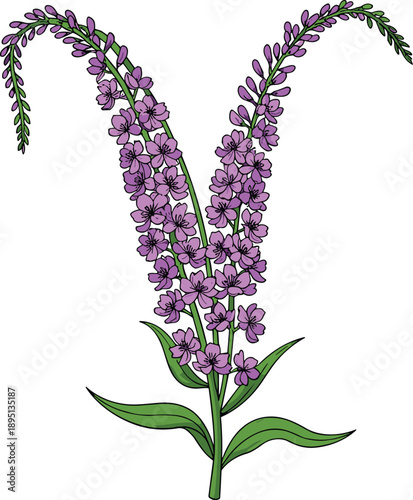 Vector illustration of flowering plant with purple blooms, curved stalks, green leaves, symmetrical shape, botanical elegance, natural design