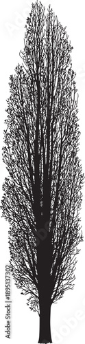 A black and white vector silhouette of a tall slender lombardy poplar tree featuring a narrow upright canopy and vertical branches isolated on white background
