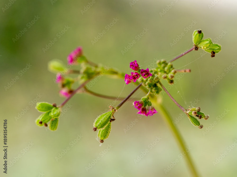 Fototapeta premium Purple flowers and seed pods of Red Spiderling weed plant