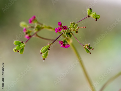 Purple flowers and seed pods of Red Spiderling weed plant