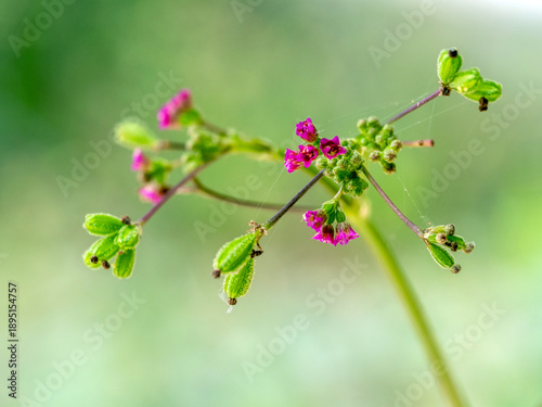Purple flowers and seed pods of Red Spiderling weed plant