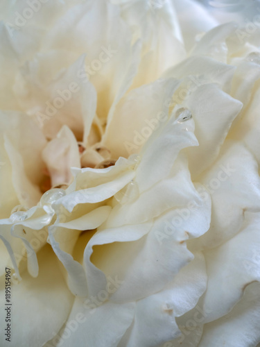 Delicate Princess Miyuki rose petals as nature background