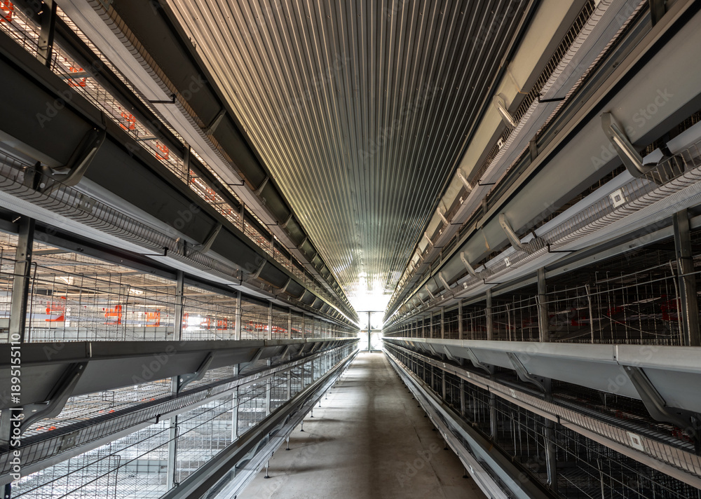 Fototapeta premium The empty laying cages of poultry houses, new, under installation
