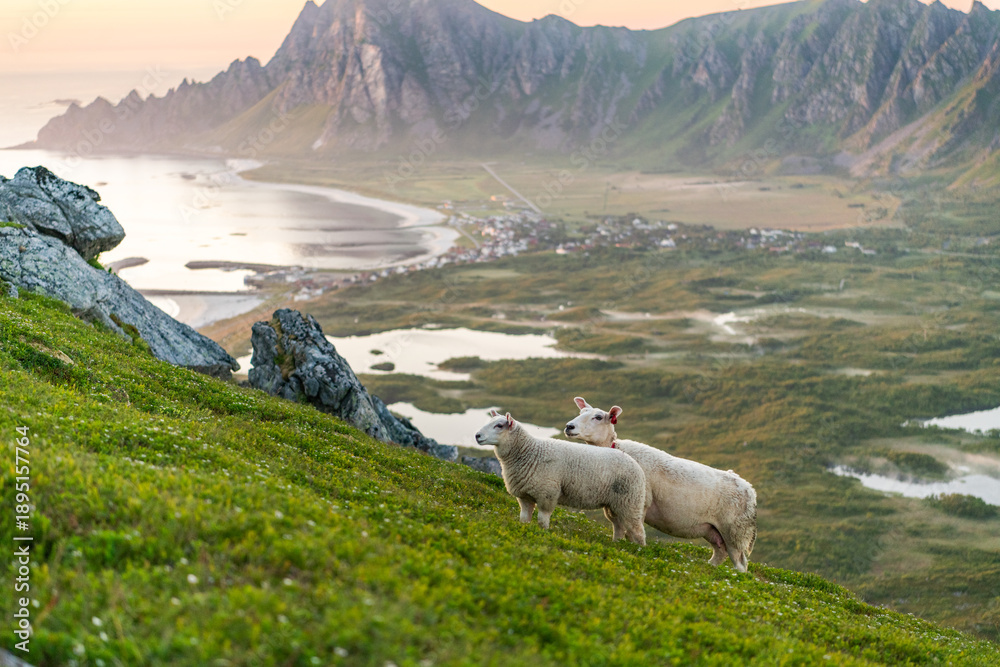 Obraz premium Cute sheep on slope of Matind, Måtind mountain near Bleik during sunset, midnight sun. Beautiful hiking destination, Vesteralen islands. Arctic Norway outdoor destination. Mountains and ocean.