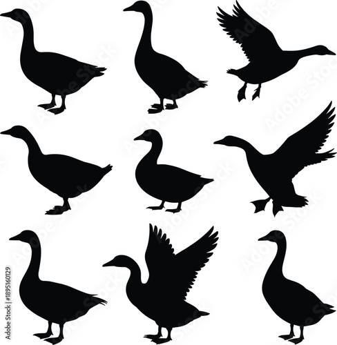 Goose silhouette set with flying standing and walking geese isolated on white background black vector bird collection
