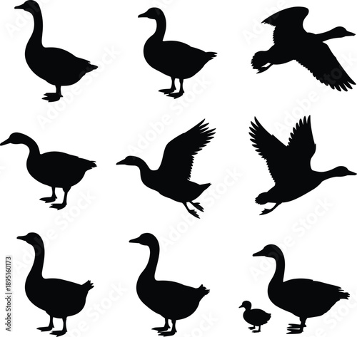 Goose silhouette set with flying standing walking and juvenile geese isolated on white background black vector birds