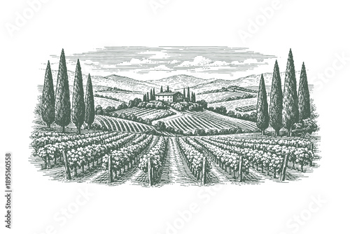 Vintage woodcut vector illustration of a scenic vineyard landscape with cypress trees and a villa, detailed etching style winery estate scenery.