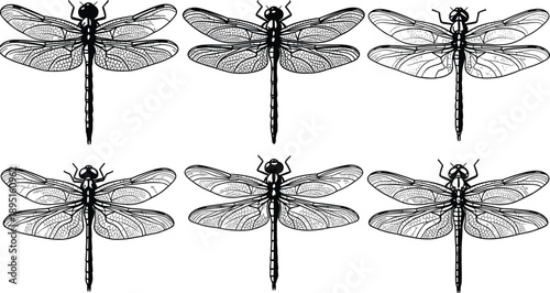Collection of black dragonfly silhouettes, intricate insect wing detail vector illustrations, isolated nature icons for summer garden decor, tattoo art, and educational graphics.