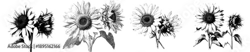 Timeless Elegance: Vintage Herbarium Sketch of Two Sunflowers