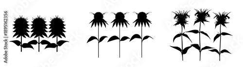 Mystic Monarda: Three Bee Balm Blossoms