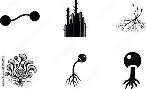 black and white illustrations of different types of plants and mushrooms