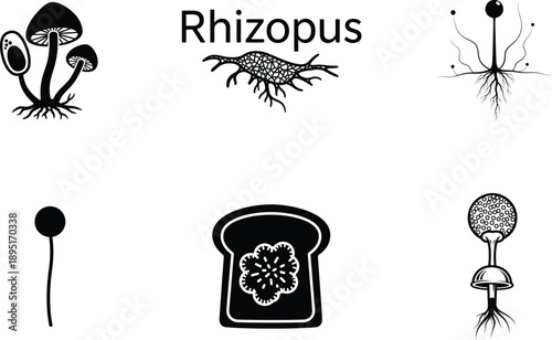Rhizopus fungus illustrations including bread mold