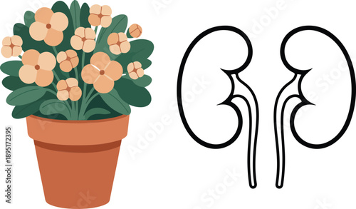 Botanical Kidney Health Icon Set Potted Flowers and Renal Anatomy
