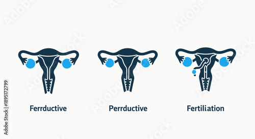 Human Reproductive System Icons for Female Anatomy, Fertilization, and Ovaries Biology