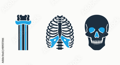 Human Anatomy and Skeleton Icons Depicting Spinal Column, Rib Cage, and Skull for Medical Education