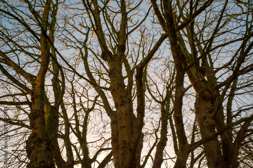 Fototapeta premium Dense Forest Trees Forming Natural Pattern