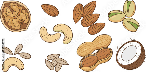 Assorted Nuts Collection with Walnut Almond Cashew Pistachio and Coconut Vector Illustration Set