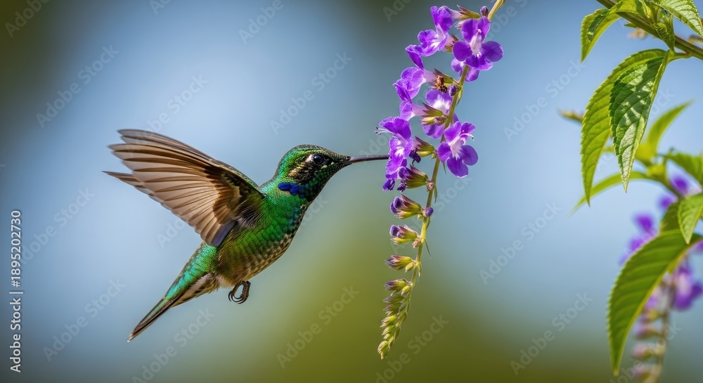 Obraz premium Hummingbird feeding on purple flower in flight