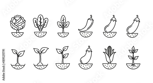 Various Plants and Seedlings in Pots.