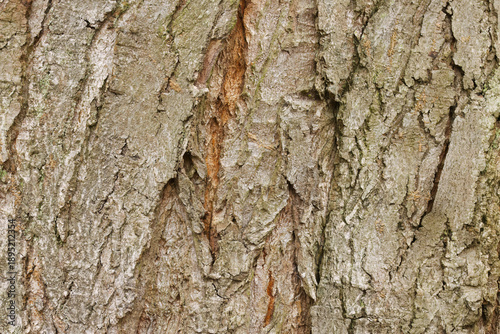 Bark of the silver maple, vertical cracks and grooves, wide furrows in the bark of the silver maple, grey-brown structure, wood structure, coarse grooves, Acer saccharinum