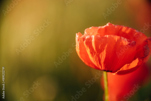 View of a vibrant red poppy flower, its delicate petals catching the sunlight against a blurred green and golden backdrop, Novi Sad, Vojvodina, Serbia.