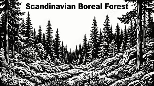 Scandinavian boreal forest landscapes monochrome vector illustration featuring spruce trees, moss vegetation, shrubs, and northern woodland ecosystems
