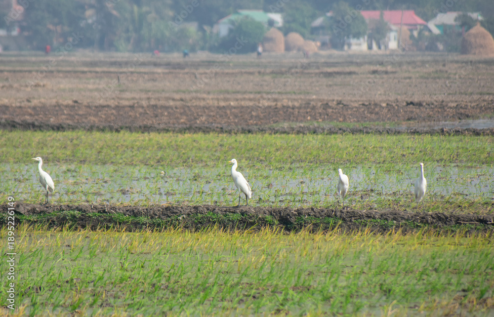 Fototapeta premium Large flock of white egrets flying over a rural agricultural field under a clear sky.