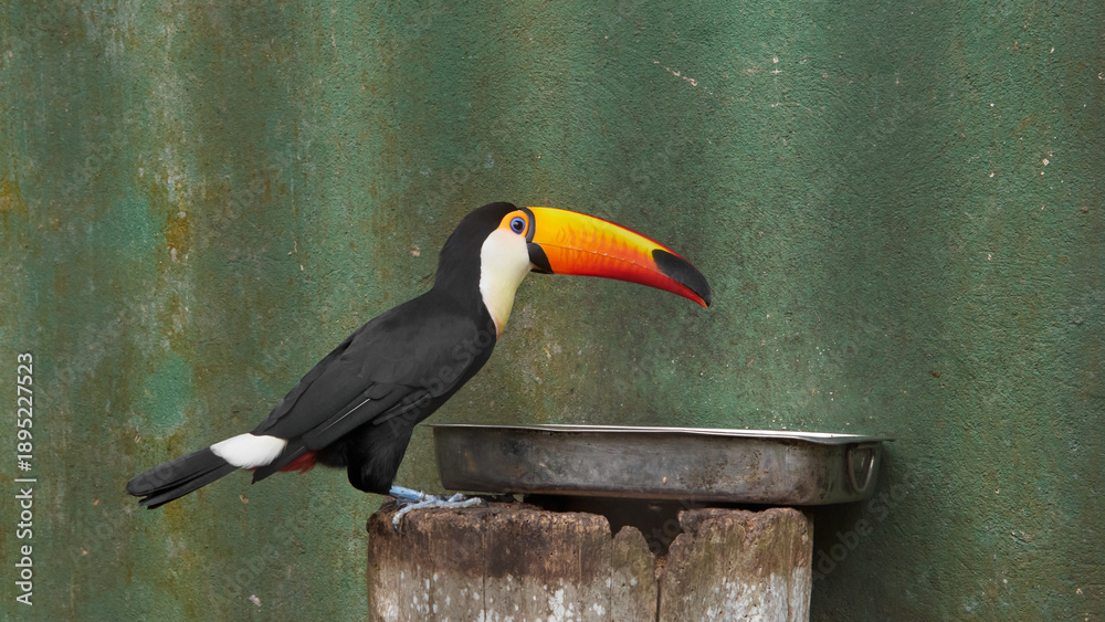 Fototapeta premium toco toucan on weathered wood post and metal tray against green wall, orange beak and black plumage, side view with copy space, tropical avian education and zoo wildlife concept