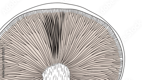 Cross section of mushroom cap with detailed gills in minimalist design