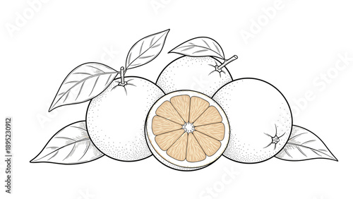 Detailed orange fruit drawing with leaves and cross section