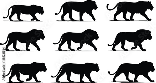 Black lion walking silhouette set vector illustration minimal wildlife animal motion sequence design art print
